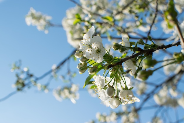 Белые цветы вишни в весеннем саду
