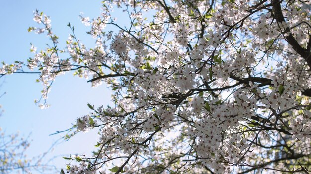 日光のクローズアップで白い桜の花