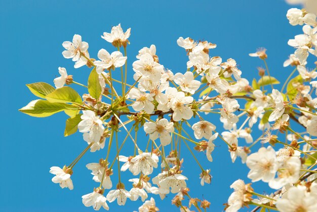 White cherry flowers with blue sky background