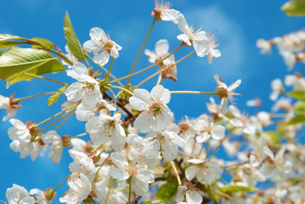 Fiori di ciliegio bianco con cielo blu