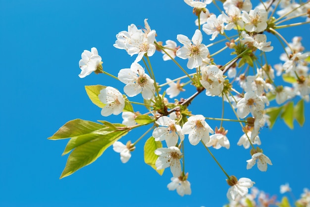 White cherry flowers with blue sky