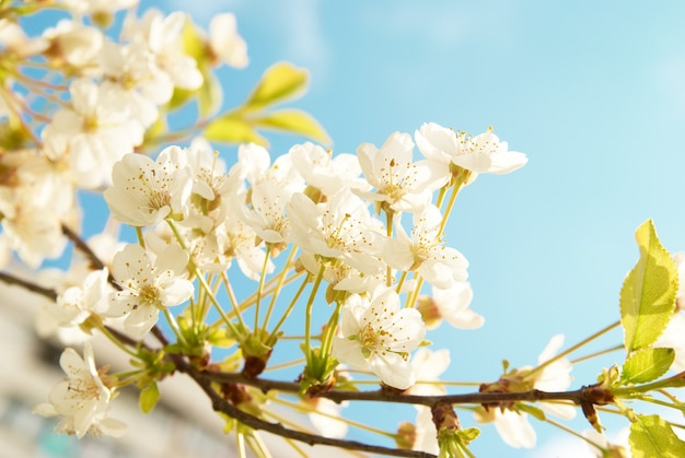 White cherry flowers with blue sky