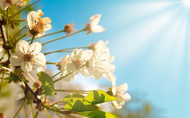 白いチェリーの花