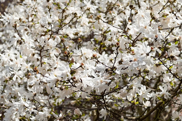 春の自然に咲く白い桜の花