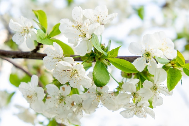 White cherry tree flowers closeup soft focus spring gentle blurred background blooming blossom