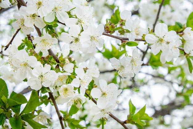 White cherry tree flowers soft focus spring gentle blurred background blooming apricot blossom