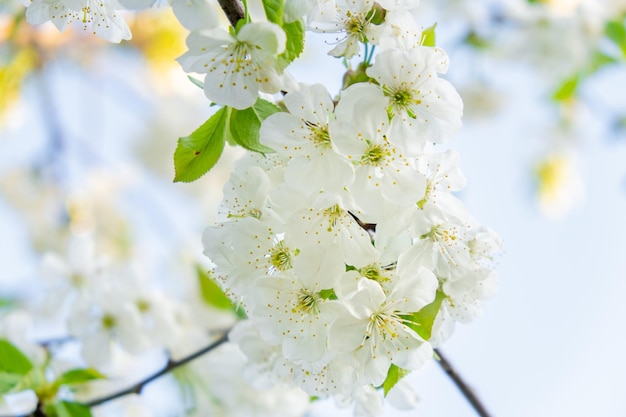 White cherry tree flowers soft focus spring gentle blurred background blooming apricot blossom