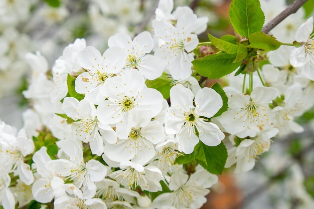 Fiori di ciliegio bianco soft focus primavera delicato fiore di albicocca sfocato in fiore primavera