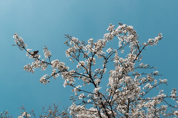 空の背景の上の春の庭の白い桜の花