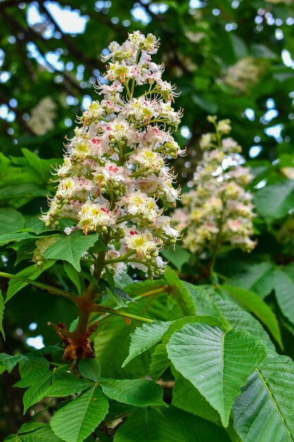 White chestnut flowers are photographed against a background of tree leaves