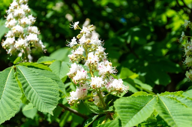 White chestnut flowers on a spring day