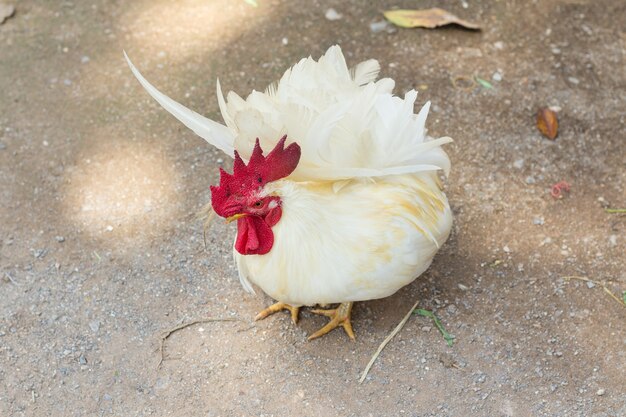 A white chicken or beautiful bantam