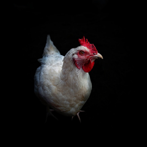 White chicken on black background