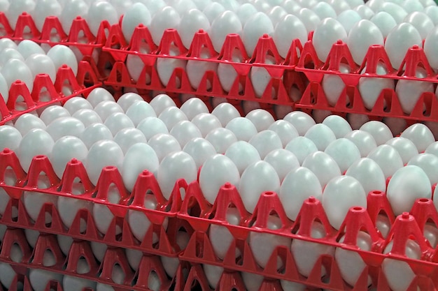 white chicken eggs in red plastic boxes