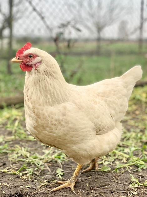 Photo white chicken on the grass chickens on the farm