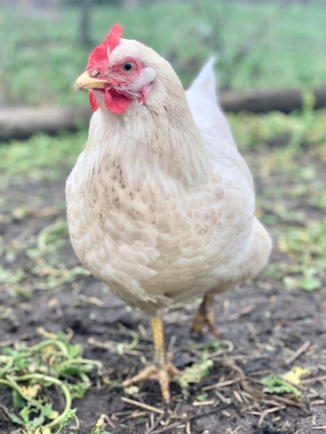 Photo white chicken on the grass chickens on the farm