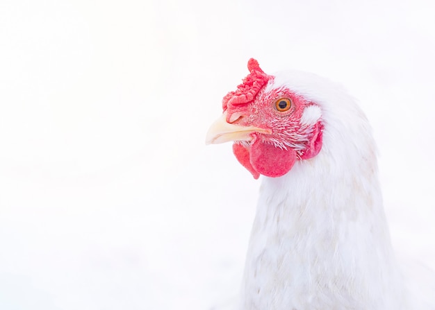 Pollo bianco su sfondo chiaro