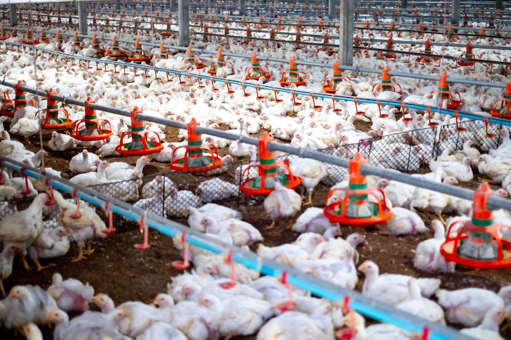 White chicken in smart poultry farming business chicken and chicken production at the poultry farm chicken is economic animals in closed system farm Livestock