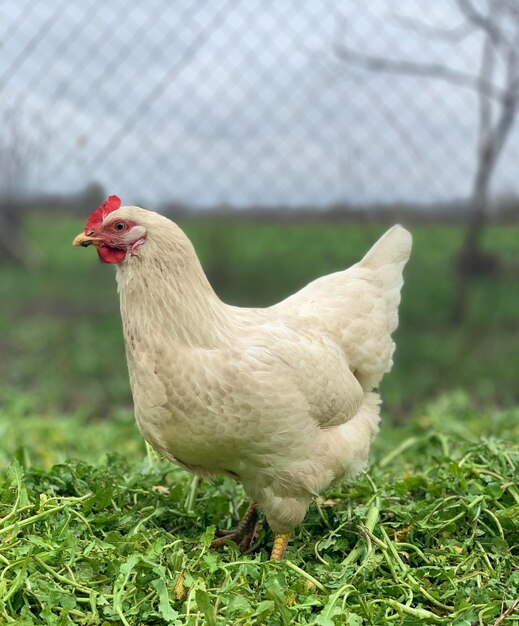 A white chicken with a red beak stands in the grass.