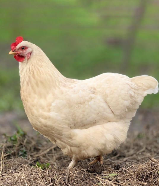 Photo a white chicken with a red comb on its face