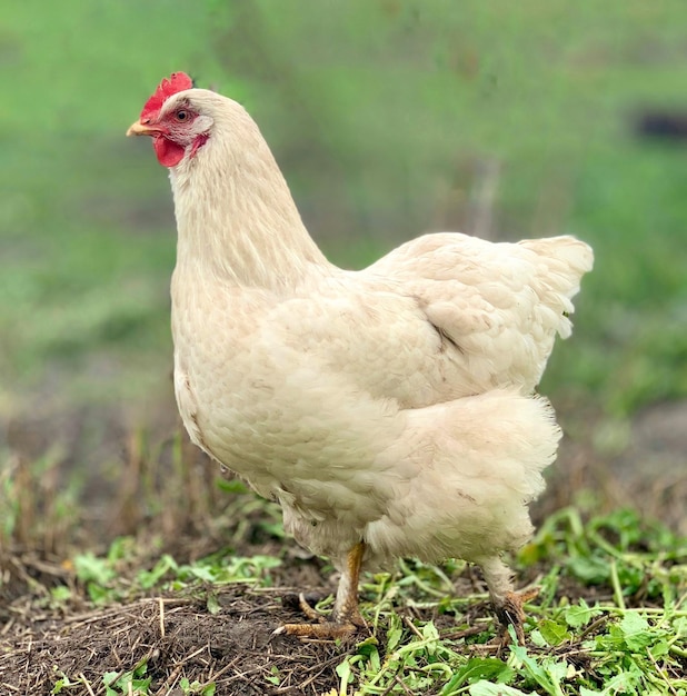 Photo a white chicken with a red crest on its tail