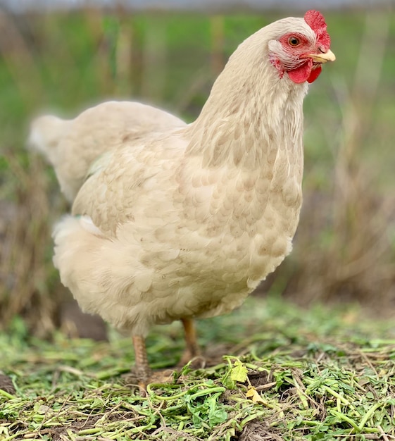 A white chicken with a red face and a yellow beak is standing on the grass.