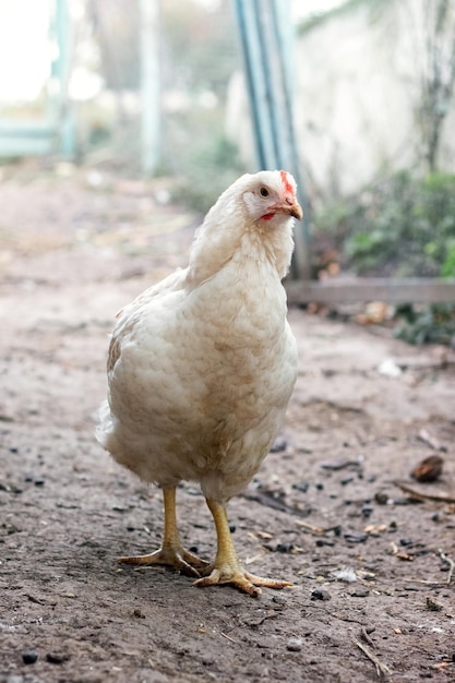 鶏を飼育している農場の庭で白い鶏