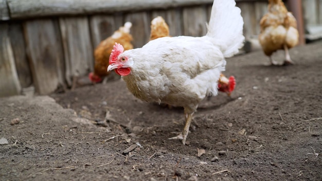 White chicken in the yard of a private house Portrait of a white domestic chicken in the yard of a