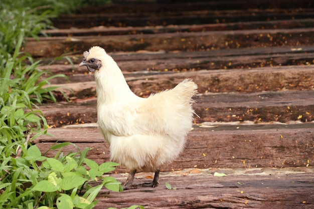 White chicken