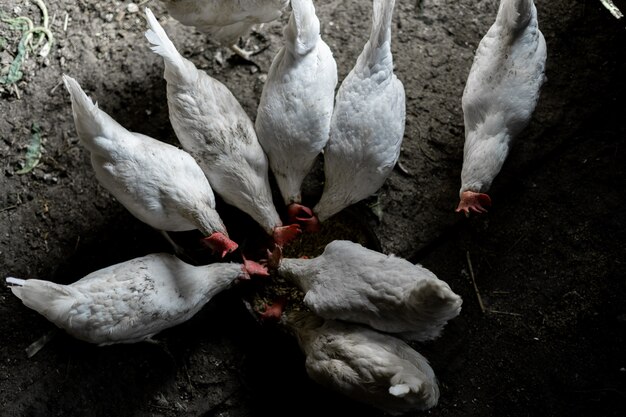 White chickens are eaten from a bowl. Top view. A flock of chickens ran to feed. Chicken Farmstead