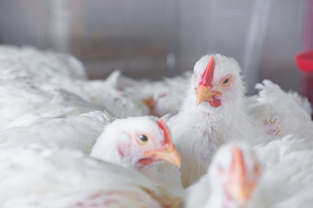 White chickens at a poultry farm