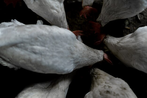 赤い房のある白い鶏は、ボウルから穀物を食べます。村の鶏。家で鶏を飼育し、給餌する