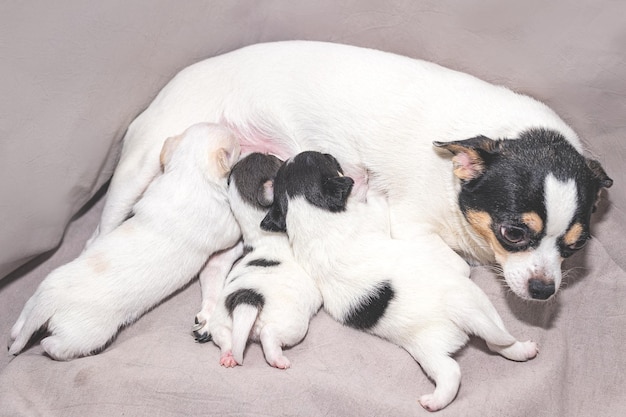 A white chihuahua bitch with spots is feeding her puppies