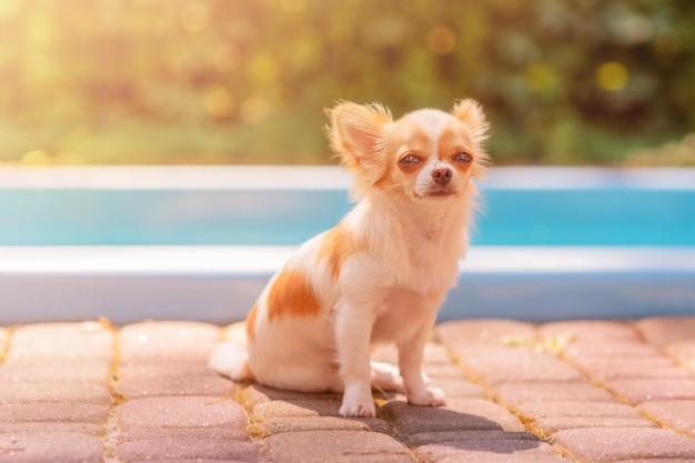 晴れた日に白いチワワ犬がプールの近くに座っているペットの動物