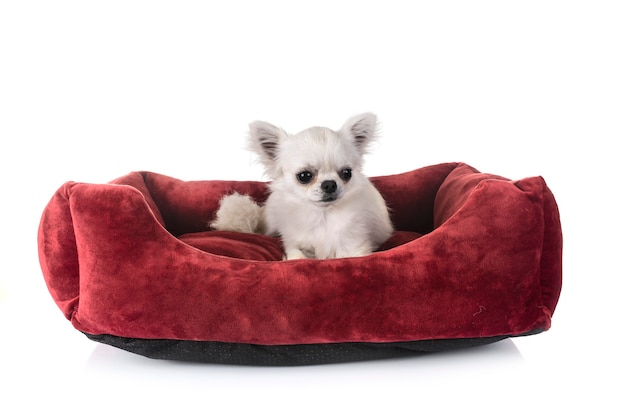 White chihuahua in front of white background