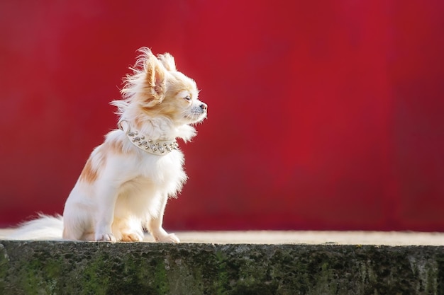 White chihuahua profile Small breed dog on a red background A pet an animal