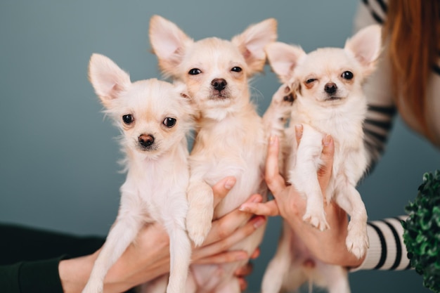 White chihuahua puppies look at the camera and squint which are held in their hands blue background