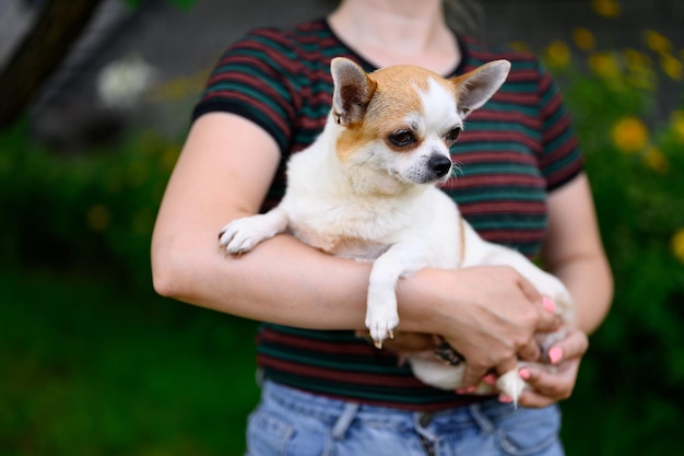 縞模様のTシャツペットのホステスの手に座っている白いチワワの子犬は、刺された耳で見下ろします