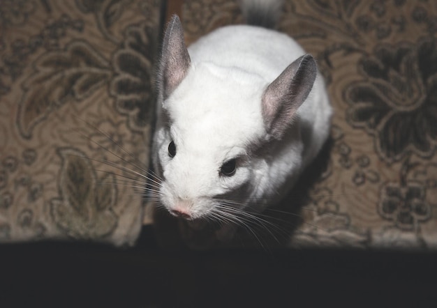 Photo white chinchilla is sitting on the sofa cute home pet