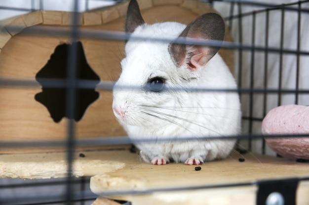 Photo white chinchilla sitting in her cage. cute fluffy home pet in the house.