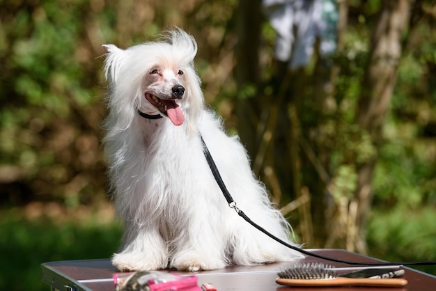 A white Chinese crested dog sits on a table standing outside against the backdrop of trees.
