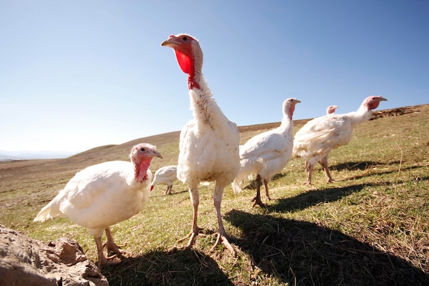 White Christmas turkeys