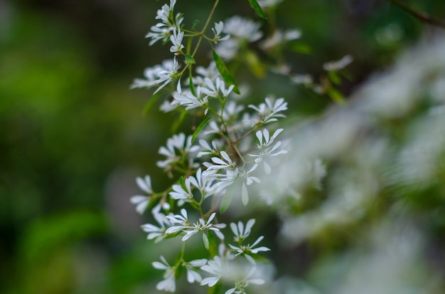 Bianco natale