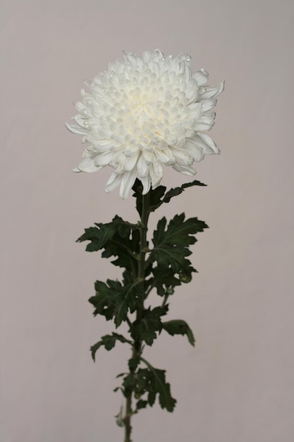 Белый цветок хризантемы Chrysanthemum morifolium Центральная композиция