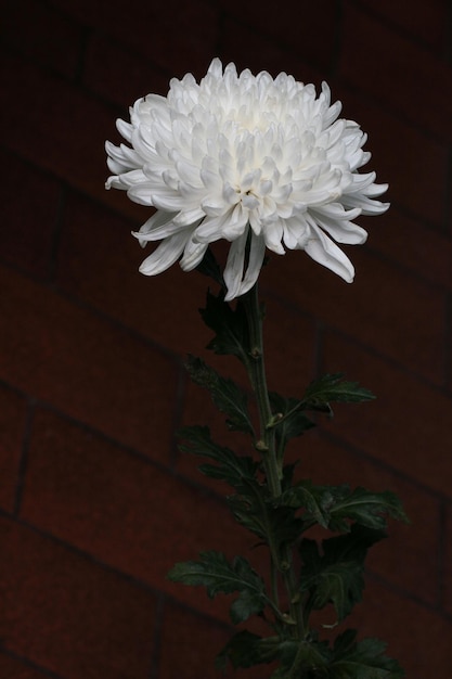 Белый цветок хризантемы Chrysanthemum morifolium