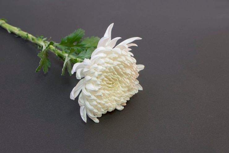 Photo 黒い背景に白い菊