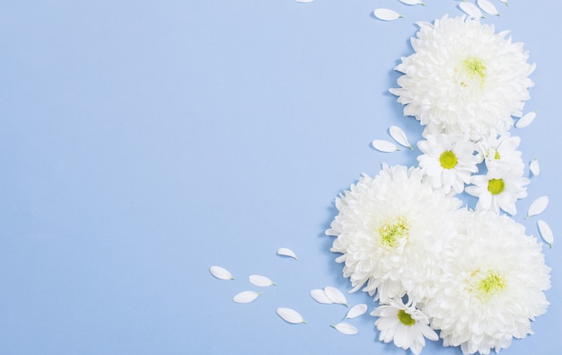 White chrysanthemum on blue paper surface