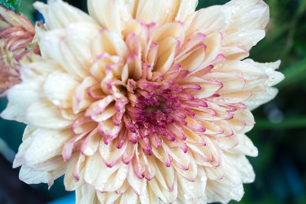 White Chrysanthemum - Close Up