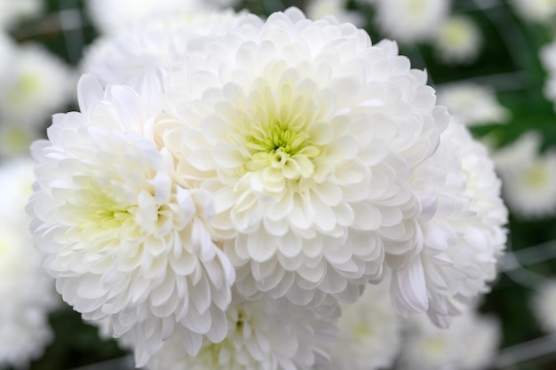 White chrysanthemum closeup in a greenhouse Beautiful flower