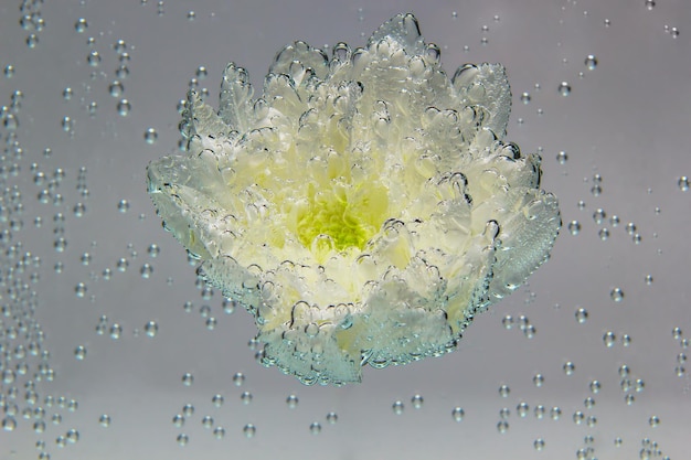 White chrysanthemum coverd by air bubbles